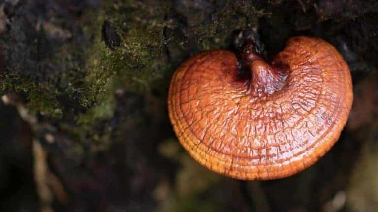 Medicinal Mushrooms: The Amazing Cancer Fighters and Immune System Boosters