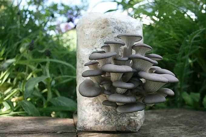 The Beginner’s Guide to Growing Mushrooms 