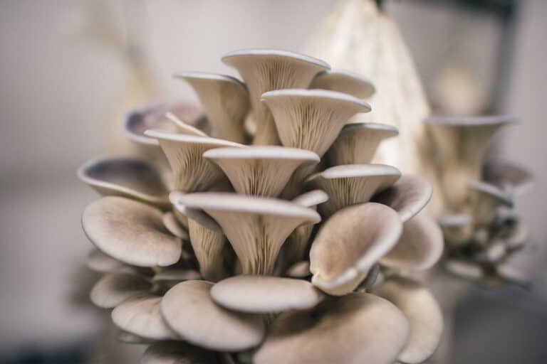Growing Mushrooms for Profit
