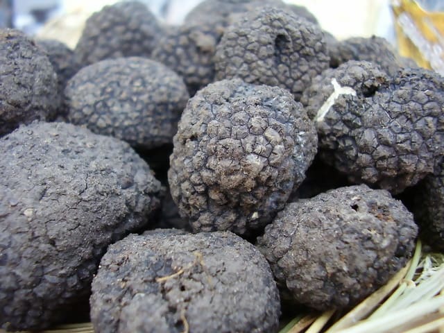 Truffles: The crown jewel of mushrooms