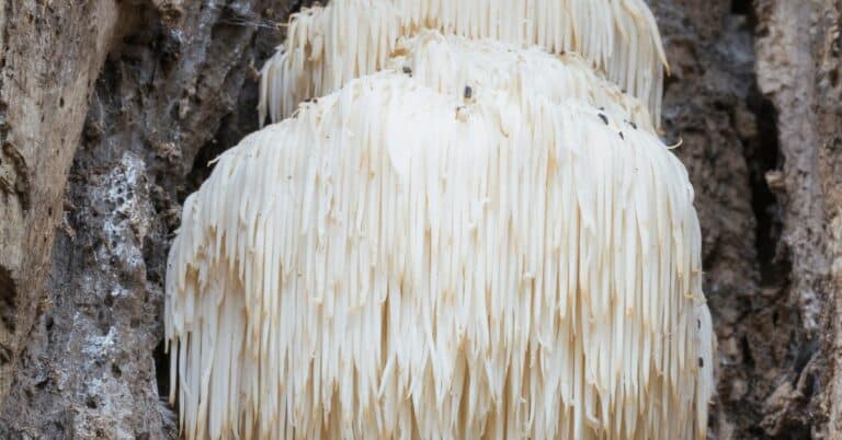 Lion’s Mane: The Fantastic Mushroom to Boost Your Brainpower